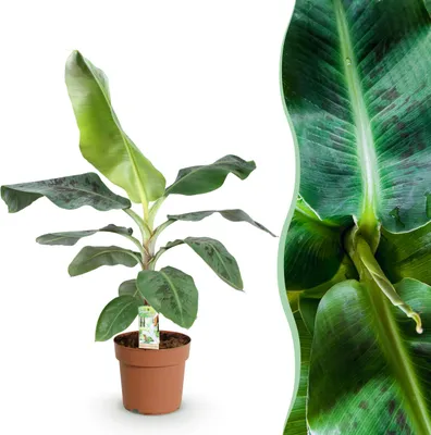 Image de Musa acuminata Dwarf Cavendish - Bananier - Peu d'entretien - Vert - 70-75cm - Ø21cm - Plante d'intérieur - Vert persistant