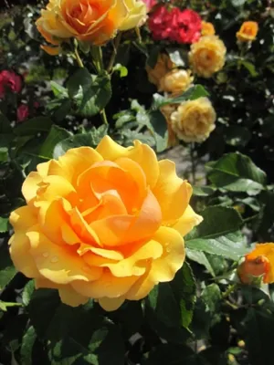 Produktbild von Stammrose Amber Queen® - bernsteinfarbend - duftend++ - Rosa Amber Queen®