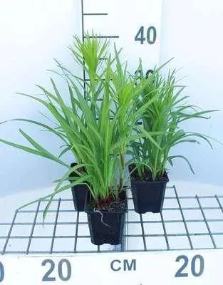 Zdjęcie produktu dla 6 x Liatris spicata - Prachtscharte - Topf 9 x 9 cm