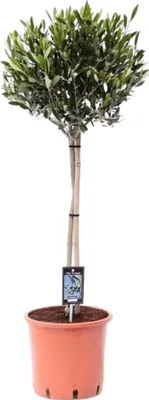 Produktbild von Trendyplants - Olea Olive - Olivenbaum - Gartenpflanze - Höhe 90-110 cm - Topfgröße Ø22cm