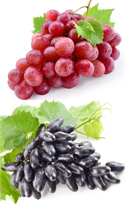 Two bunches of grapes, one red and one black, are shown against a white background.