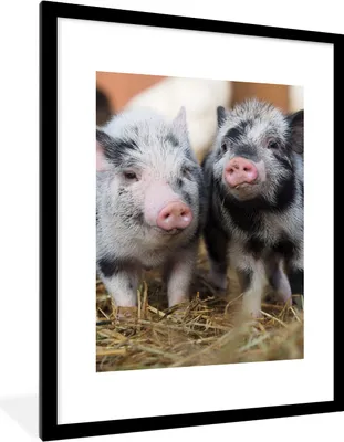 Produktbild von MuchoWow® Gerahmtes Poster Schwein - Tiere - Ferkel 60x80 cm - Poster mit Schwarzem Bilderrahmen Wandposter Rahmen Foto Bilder - Wohnzimmer - Dekorationen - Prämie