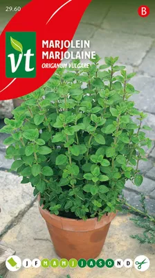 Produktbild von Majoran Samen - Ca. 0,4 gr | VT_2960