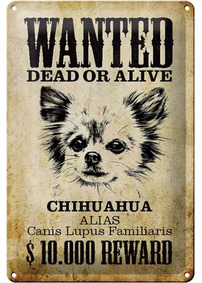 Produktbild von Blechschild Hund 20x30cm wanted Chihuahua Alias