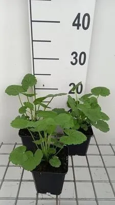 Produktbild von 6 x  Sidalcea 'Partygirl' - Präriemalve - Topf 9 x 9 cm