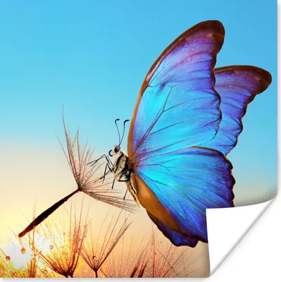 Produktbild von MuchoWow® Poster Schmetterling - Löwenzahn - Blau 50x50 cm - Wohnzimmerdekoration