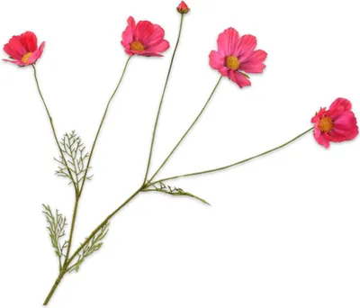 Produktbild von Kunstblume von Silk-ka – Seidenblumen-Kosmeezweig, rot-rosa, 92 cm