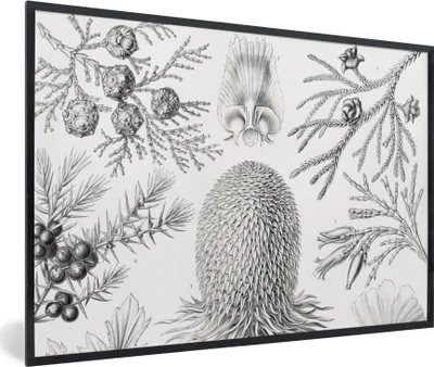 Produktbild von MuchoWow® Gerahmtes Poster Koniferen - Ernst Haeckel - Kunst - Retro - Illustration - Natur 30x20 cm - Poster mit Schwarzem Bilderrahmen Wandposter Rahmen Foto Bilder - Kunstdruck - Bild-Poster