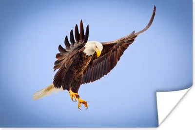 Produktbild von MuchoWow® Poster Ein Weißkopfseeadler am blauen Himmel 60x40 cm - Schlafzimmerdekoration