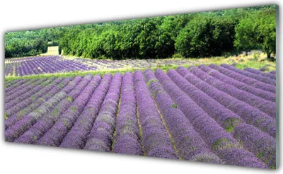 Produktbild von Glasbilder 125x50 Wandbild Druck auf Glas Wiese Blumen Natur