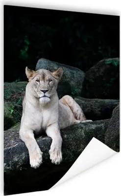 Produktbild von MuchoWow® Poster Löwe - Wildtiere - Porträt 80x120 cm - Papierdruck