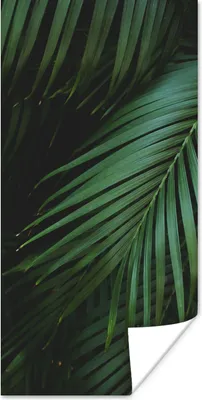 Produktbild von MuchoWow® Poster Palmenblätter - Palmen - Tropisch 60x120 cm - Wandschmuck