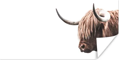 Produktbild von MuchoWow® Poster Schottische Highlander - Kühe - Hoorn 160x80 cm - Foto Poster