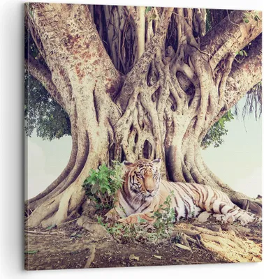 Produktbild von Bild auf Leinwand - Leinwandbild - Einteilig - Tiger Wild Baum - 60x60cm - Wand Bild - Wanddeko - Wandbilder - Leinwanddruck - Bilder - Wanddekoration - Leinwand bilder - Wandbild - AC60x60-5124