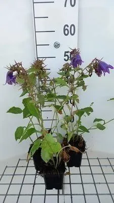 Produktbild von 6 x  Campanula hybr. 'Kent Belle' - Bergminze - Topf 9 x 9 cm