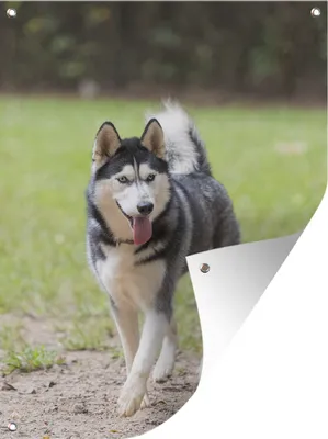 Obrázok produktu pre MuchoWow® Vonkajší plagát - Záhradná dekorácia ochrana súkromia - Záhradné plagáty pre záhradu - Husky v parku - 80x60x0.2cm
