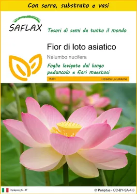 Immagine prodotto di SAFLAX Insieme di coltivazione - Fior di loto asiatico - 8 semi - Nelumbo