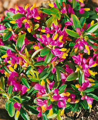 Produktbild von Polygala chamaebuxus, Buchsblättrige Kreuzblume, ca. 9x9 cm Topf