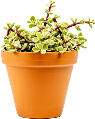 Obrázok produktu pre Gardners Portulacaria Afra variegata, priemer 12 cm
