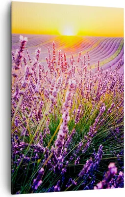 Produktbild von Bild auf Leinwand - Leinwandbild - Einteilig - Feld Lavendel Sonne - 80x120cm - Wand Bild - Wanddeko - Wandbilder - Leinwanddruck - Wanddekoration - Leinwand bilder - Wandbild - PA80x120-4703