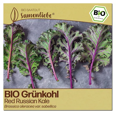 Produktbild von Samenliebe Grünkohl Samen | Red Russian Kale - winterhart & zweijährig & rot - samenfestes Saatgut