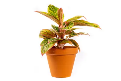 Obrázek produktu pro Gardners Aglaonema Salmon Fantasy, průměr 12 cm