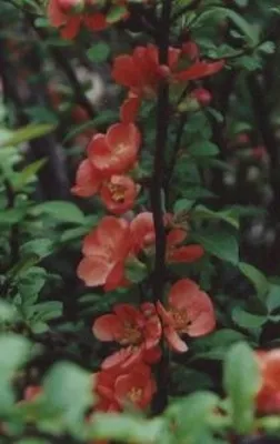 Produktbild von Chaenomeles japonica Cido ® - japanische Zitronenquitte Cido ® - 40-60cm