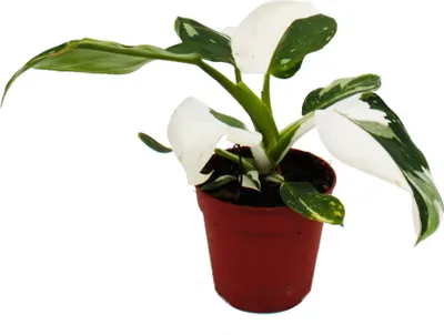 Zdjęcie produktu dla Filodendron White Princess - bialo-zielony przyjaciel drzew - doniczka 12 cm