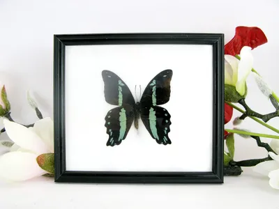 Image de Papillon unique encadré, idéal pour la décoration murale