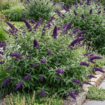 Produktbild von GreenboutiQ -  Schmetterlingsflieder Winterhart - Buddleja davidii Purple Emperor - Blüte Lila - 1 Pflanze - Laubabwerfend - Schmetterlingsanziehend - Topf 17cm Höhe 25cm