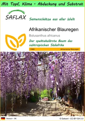 Produktbild von SAFLAX Garden to go - Afrikanischer Blauregen - Bolusanthus africanus - 15 Samen - Mit Topf, Klima - Deckel und Anzuchtsubstrat