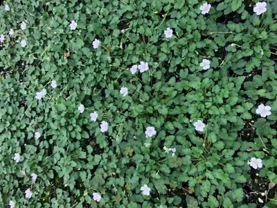 Produktbild von 6 x Erodium x variabile 'Album' – Reiherschnabel - Topf 9x9 cm