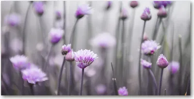 Produktbild von Tulup® Glas-Bild - 100x50 -Wandkunst - Wandbild hinter gehärtetem Sicherheitsglas  - Blumen & Pflanzen - Schnittlauchblumen - Lila