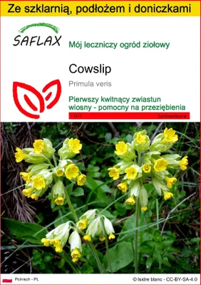 Zdjęcie produktu dla SAFLAX - Zestaw do uprawy - Cowslip - 100 Nasiona - Z mini szklarnią, podłożem uprawowym i 2 doniczkami - Primula veris