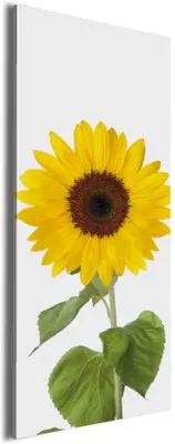 Produktbild von Wallario Premium Leinwandbild Sonnenblume in Größe 60 x 150 cm
