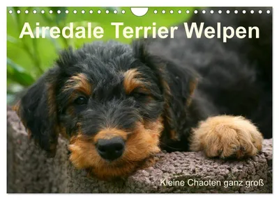 Produktbild von Airedale Terrier Welpen (Wandkalender 2027 DIN A4 quer), CALVENDO Monatskalender