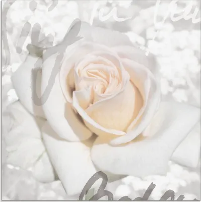 Produktbild von ARTland Glasbild Rose Größe: 40x40 cm