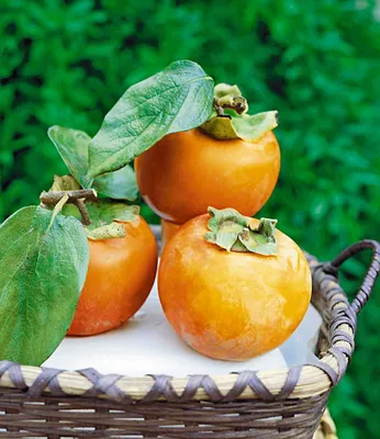 Produktbild von BALDUR Garten 1x Winterharte Kaki, Sharon-Frucht, Pflanze im 2 Liter-Topf, Diospyros kaki, exotische Obst-Pflanze, Früchte essbar, saftig-süßes Fruchtfleisch, Aroma von Birne & Aprikose