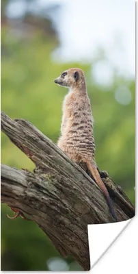 Produktbild von MuchoWow® Poster Erdmännchen - Ast - Baum 20x40 cm - Plakat - Foto