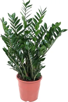 Productafbeelding van Famanu Zamioculcas zamiifolia - 100 cm - diameter 27 cm