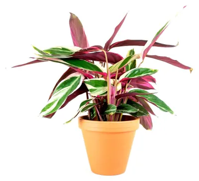 Obrázek produktu pro Gardners Stromanthe Triostar, průměr 14 cm