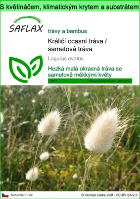 Obrázek produktu pro SAFLAX Garden to go - Králičí ocasní tráva / sametová tráva - Lagurus ovatus - 100 Semena - S květináčem, klimatickou poklicí a pěstebním substrátem