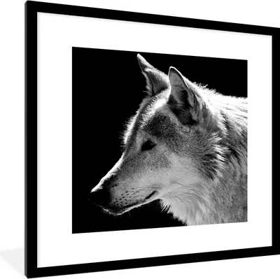 Produktbild von MuchoWow® Gerahmtes Poster Wildlife - Wolf - Schwarz - Weiß 40x40 cm - Poster mit Schwarzem Bilderrahmen Wandposter Rahmen Foto Bilder - Poster - Plakat im Rahmen