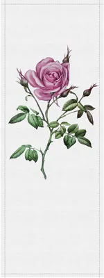 Produktbild von Tadessi Fototapete | Blumen | 1.00 m x 2.70 m | Rosa | Weiß | Wandbild | Digitaldruck