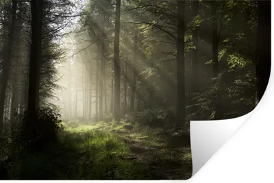 Produktbild von MuchoWow® - Selbstklebend - Fototapeten