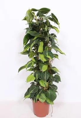 Productafbeelding van JUNAVERA Philodendron scandens ‘Brasil’ | 15 cm pot | 60 cm hoog met kokospaal