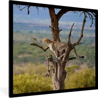 Produktbild von MuchoWow® Gerahmtes Poster Leopard - Baum - Tier 40x40 cm - Poster mit Schwarzem Bilderrahmen Wandposter Rahmen Foto Bilder - Mit Rahmen - Wanddekoration Schlafzimmer