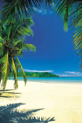 Obrázok produktu pre Pláže Plagát Palm Beach IntoTheBlue