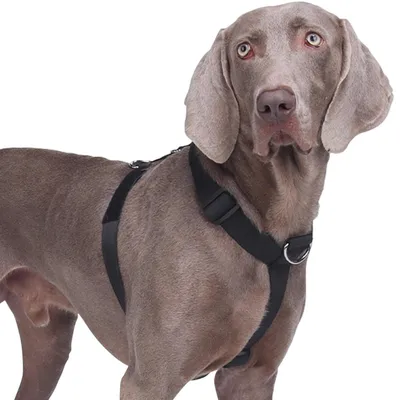 Produktbild von Hundegeschirr Ausbruchsicher Gepolstert Anti-Zug Verstellbar Schwarz M