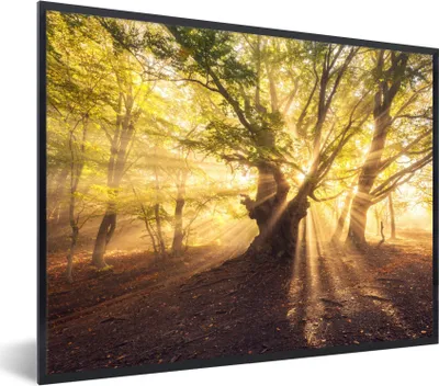 Produktbild von MuchoWow® Gerahmtes Poster Baum - Wald - Sonne 80x60 cm - Poster mit Schwarzem Bilderrahmen Wandposter Rahmen Foto Bilder - Schwarzem - Mit Gestell